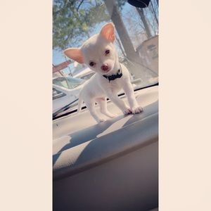 Meet your Posher, Jasmine